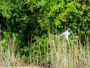 Black-headed Gull – Mewa Śmieszka